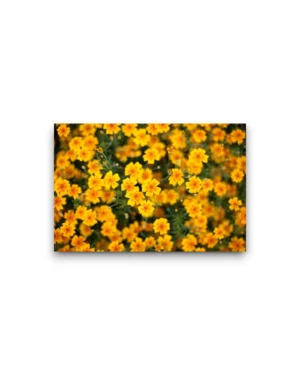 Kaart a6 - Goudpapaver